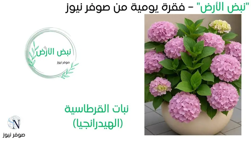 🌿 نبات القرطاسية (الهيدرانجيا): زينة الحدائق وظلال النوافذ