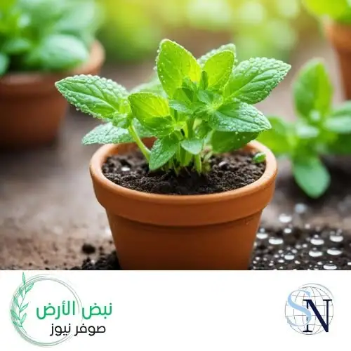 ازرع النعناع في بلكونتك بـ"عود" واحد: انتعاش سهل من مطبخك! 🌿