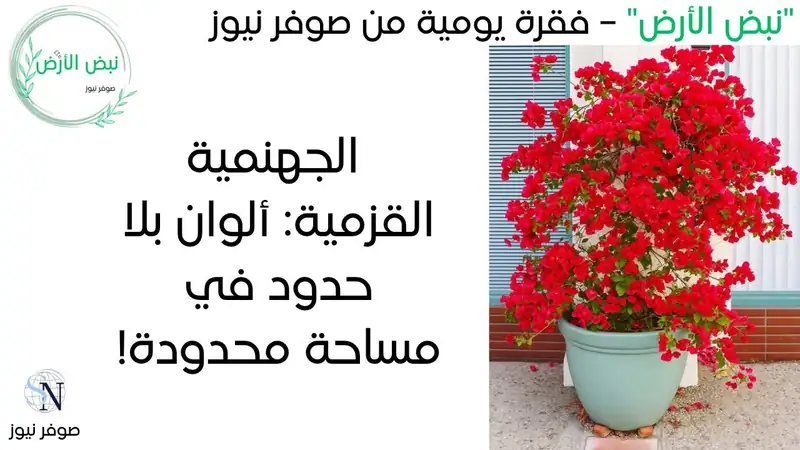 نبض الأرض - صوفر نيوز | الجهنمية القزمية: ألوان بلا حدود في مساحة محدودة! 🌸✨