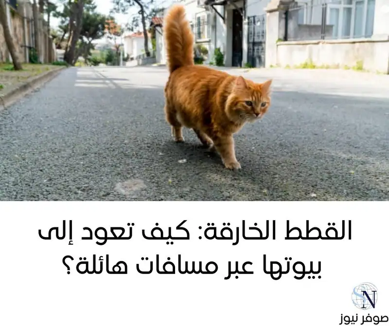 القطط الخارقة: كيف تعود إلى بيوتها عبر مسافات هائلة؟