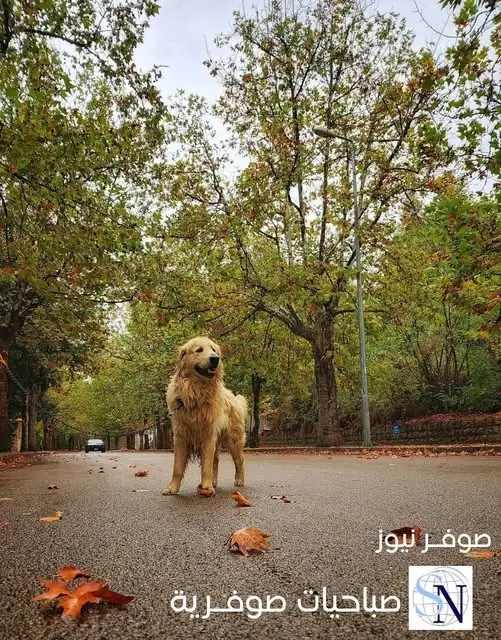 #صباحيات_صوفرية