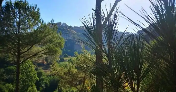 شارون... حين يهمس الجبل بأسماء أحبّته